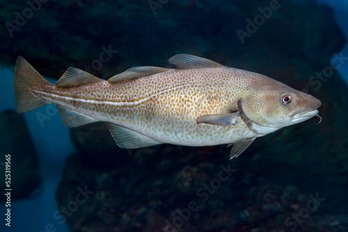 Atlantic Cod. Gadus morhua, ocean deepwater fish.