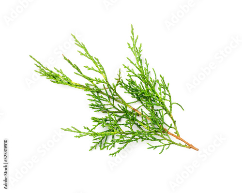 Cypress Twigs Isolated