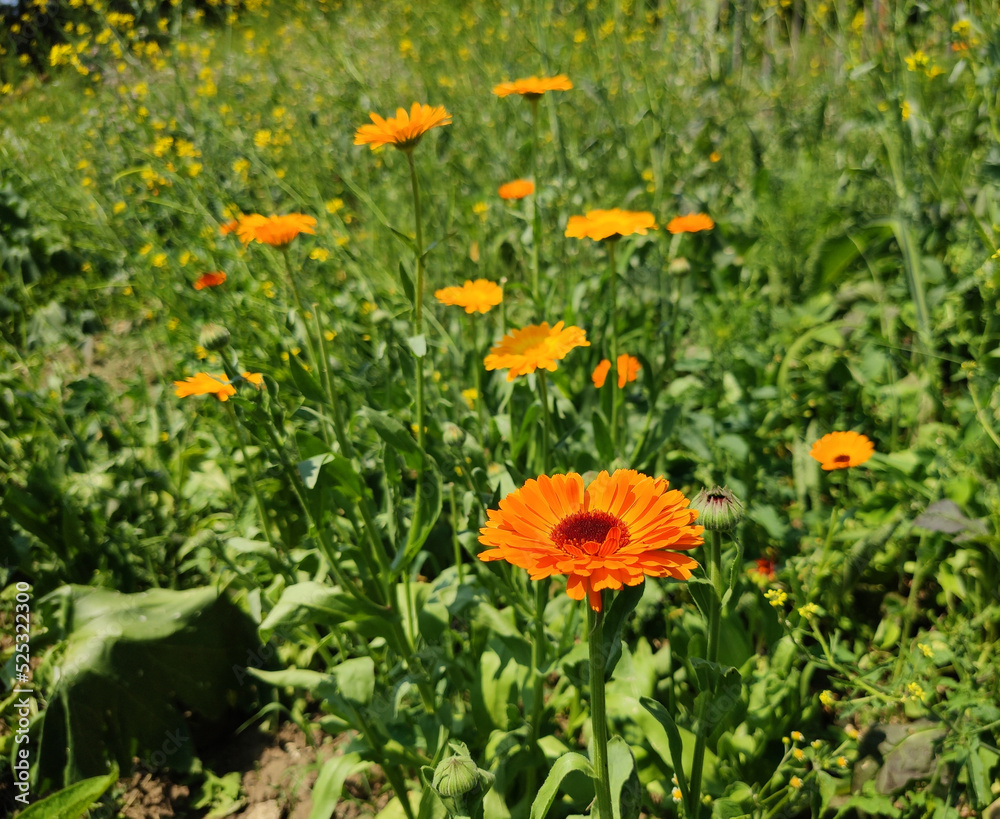 Orange Calendula flowers growing in the garden. Orange Calendula flowers growing in the garden.