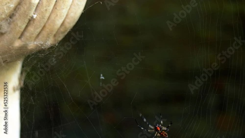 Spider is doing net casting make a web, close up photo