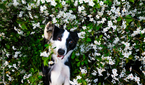 A happy dog in flowers. The pet is smiling.