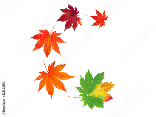 Spiral flying heap of japanese maple tree colorful autumn leaves isolated transparent png