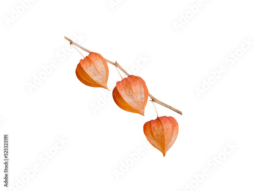 Physalis branch isolated transparent png Fototapet
