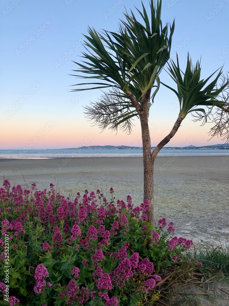Colorful landscape of Dublin Bay with pink flowers and palm at sunset, county Dublin, Ireland. Coast of Irish sea with palm tree. Best Irish scenery and top Ireland seascape. Irish capital nature