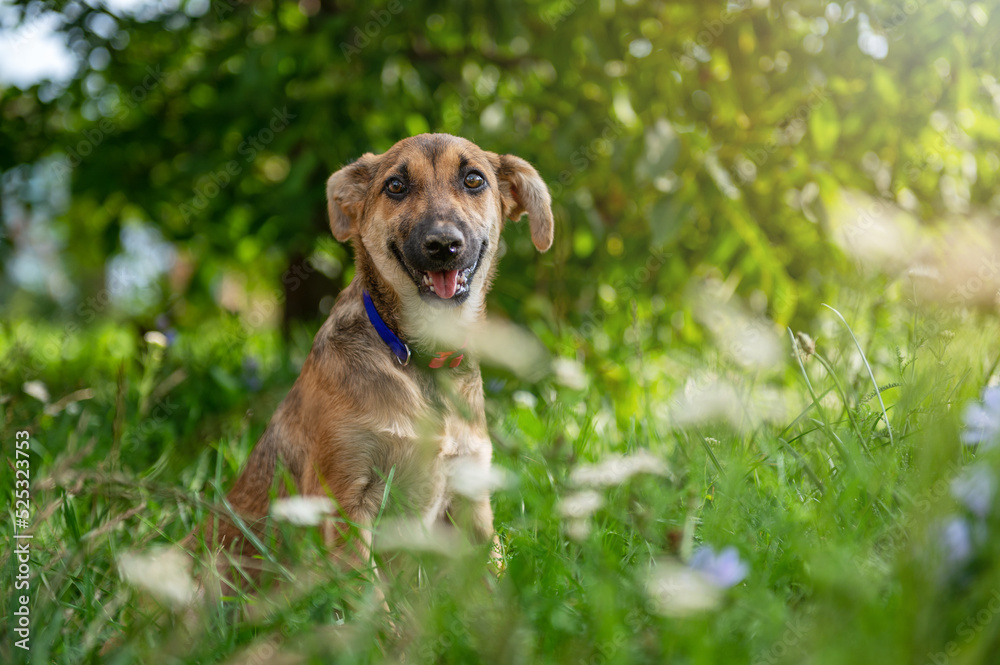 Lovely dog in the yard. Beautiful hybrid dog sitting on the grass in the garden Lovely dog in the yard. Beautiful hybrid dog sitting on the grass in the garden
