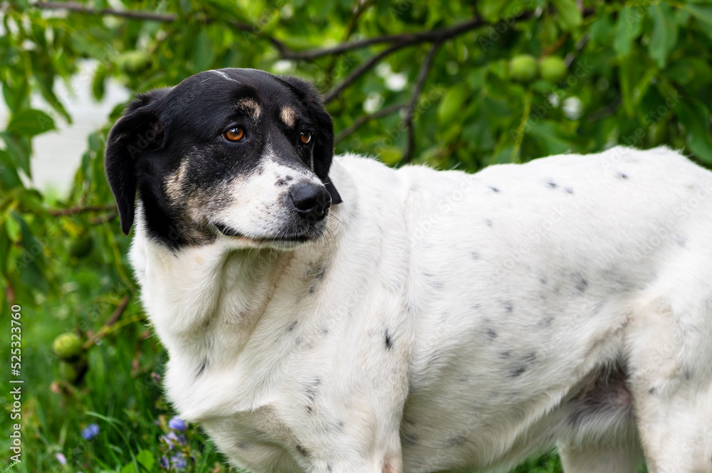 Lovely dog in the yard. Beautiful hybrid dog sitting on the grass in the garden Lovely dog in the yard. Beautiful hybrid dog sitting on the grass in the garden