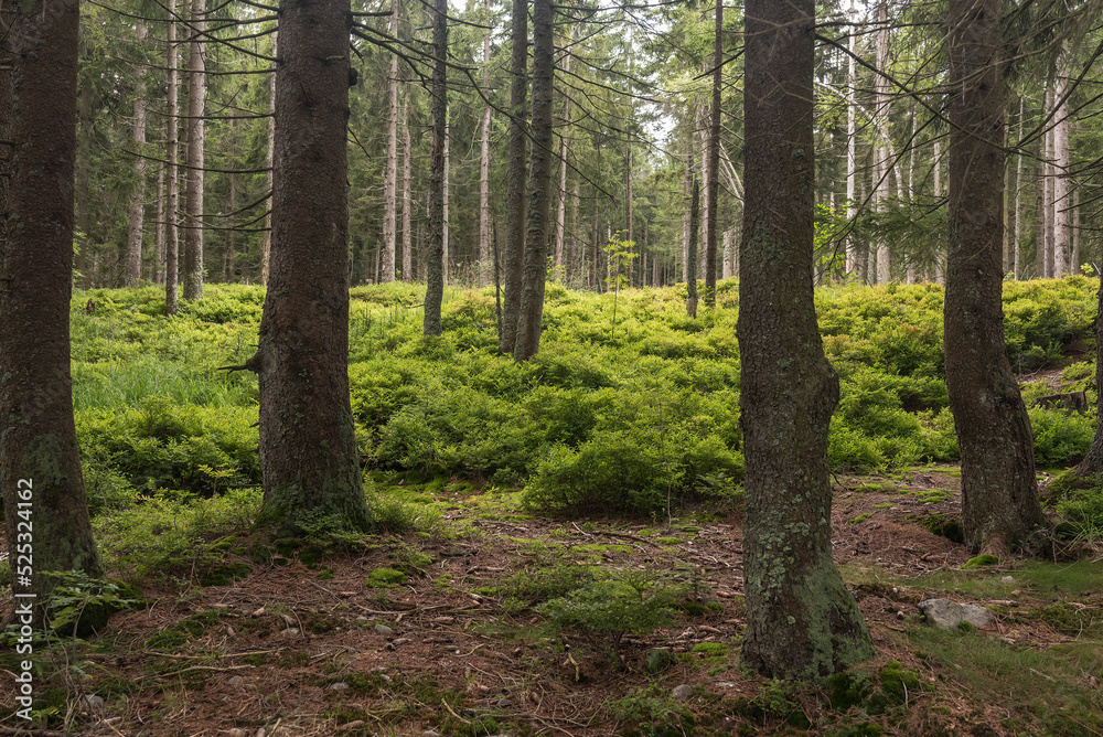 Fototapeta premium Bayersicher Wald Bäume mit Utnerwuchs