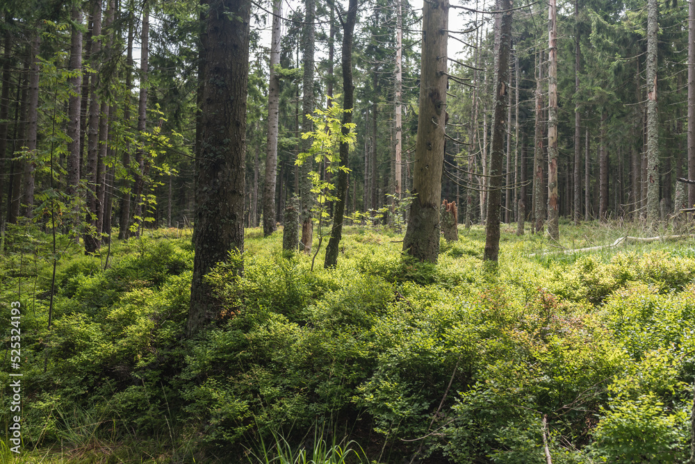 Bayersicher Wald Bäume mit Utnerwuchs Bayersicher Wald Bäume mit Utnerwuchs