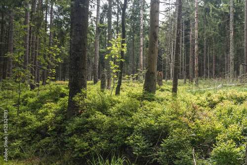 Bayersicher Wald Bäume mit  Utnerwuchs © H. Rambold