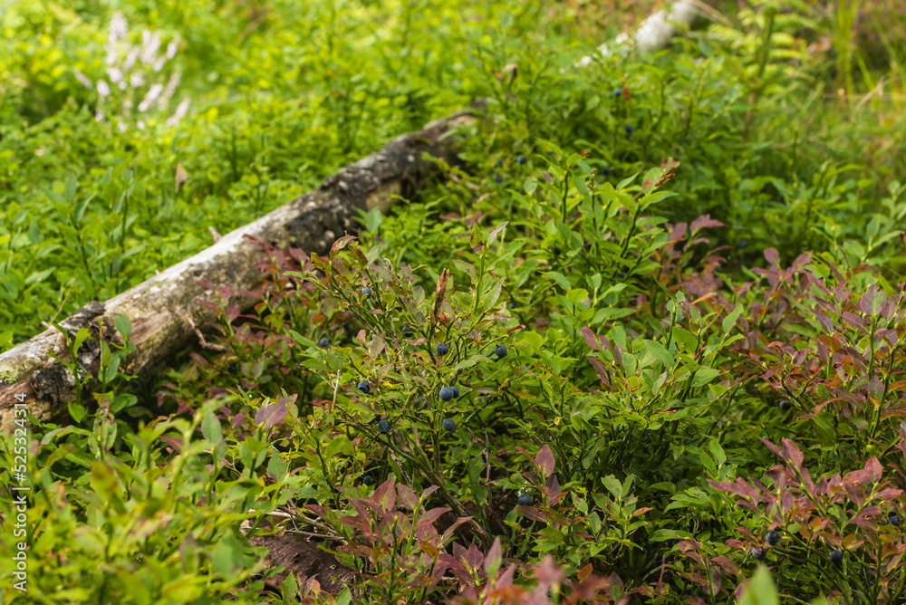 Heidelbeeren Kraut und Früchte im Bayerischen Wald Heidelbeeren Kraut und Früchte im Bayerischen Wald