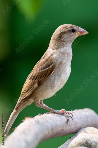 Juvenile house sparrow standing on a stick. Czechia.  © Milan