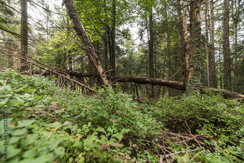 Fichtenwald mit Unterholz im bayerischen Wald