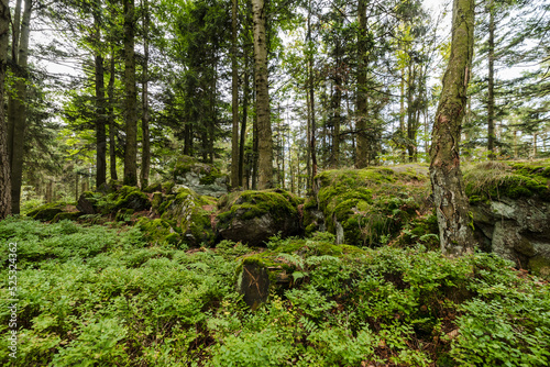 Fichtenwald mit Unterholz im bayerischen Wald