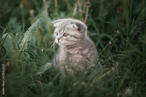 Scottish Fold cat walking on the green grass