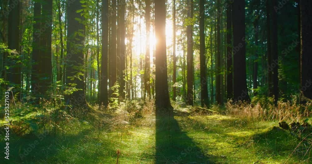 Amazing sun bursts between tree trunks in wild picturesque forest. Sunlight flares. Nature reserve. Eco friendly. Protect green Planet. Climate change. Landscape. Sunbeams illuminate woodland floor.