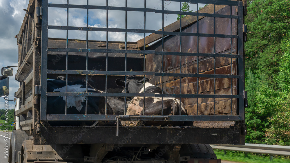 Fotka „Transport of live animals in cattle truck. Livestock transport
