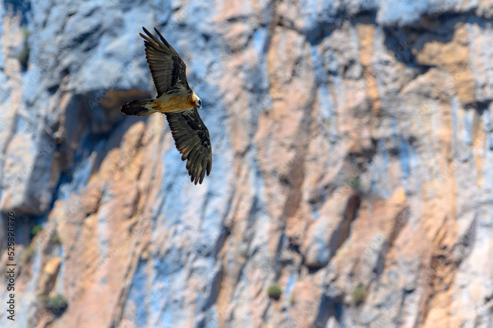 Fototapeta premium Subadult Gypaète barbu Gypaetus barbatus Lammergeier Bearded vulture in flight from below, natural mountain rocky background 