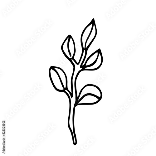 Vector trend branch with oval leaves. Botanical illustration in a minimalist style