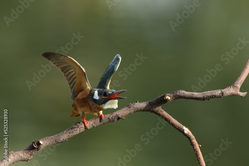 King fisher