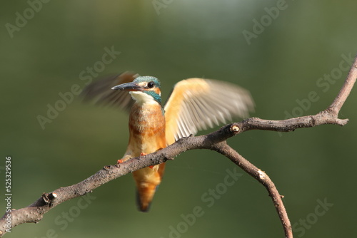 Kingfisher