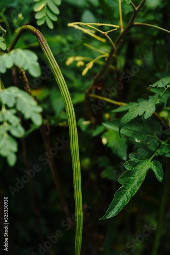 Moringa plant growing in backyard of American home- superfood medicinal plant, selective focus © vm2002