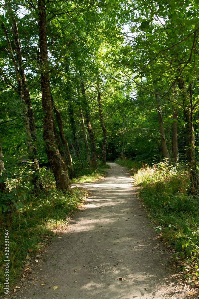 Forest path