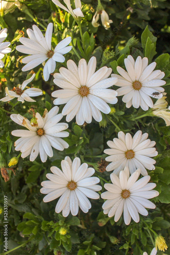 white flowers in the garden white flowers in the garden