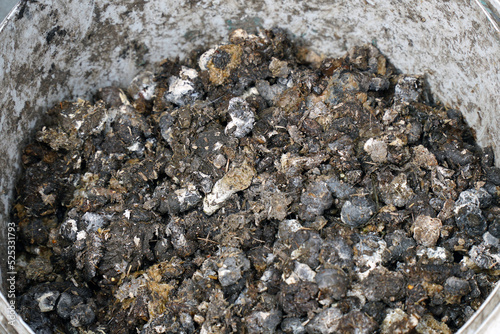 Bird or chicken manure as fertilizer in a bucket