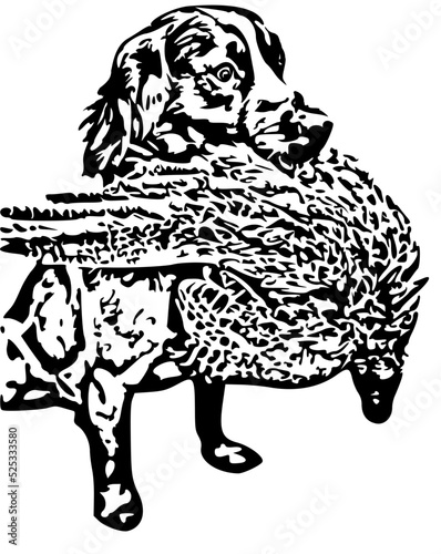 Spaniel with Pheasant