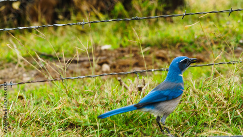 scrub jay © ineffablescapes