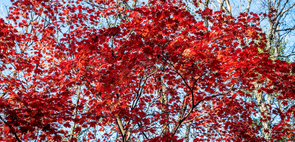 Autumn in forest - red maple leaves in sunlight. Autumn in forest - red maple leaves in sunlight.