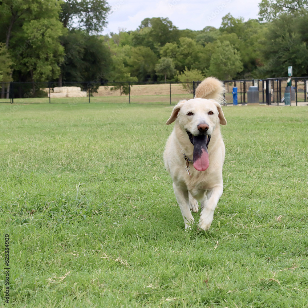 Mans best friend, dog at dog park