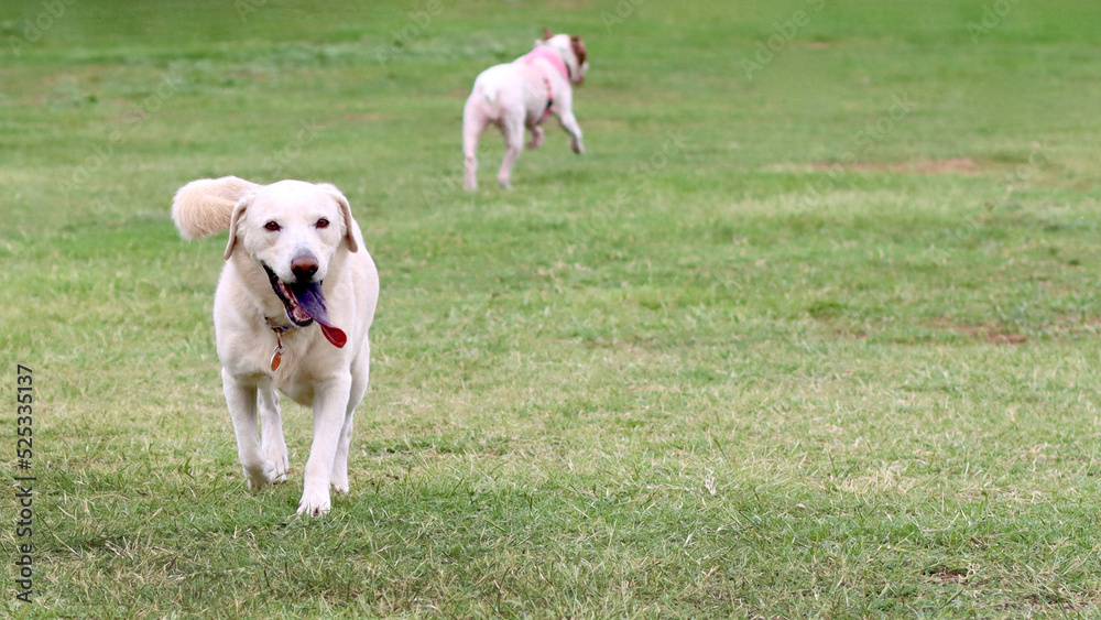 Labrador retriever at dog park Labrador retriever at dog park