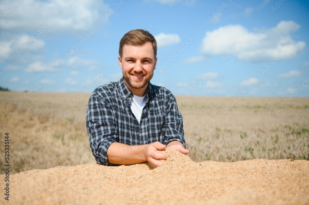 farmer looking at wheat grain in trailer after harvest. farmer looking at wheat grain in trailer after harvest.