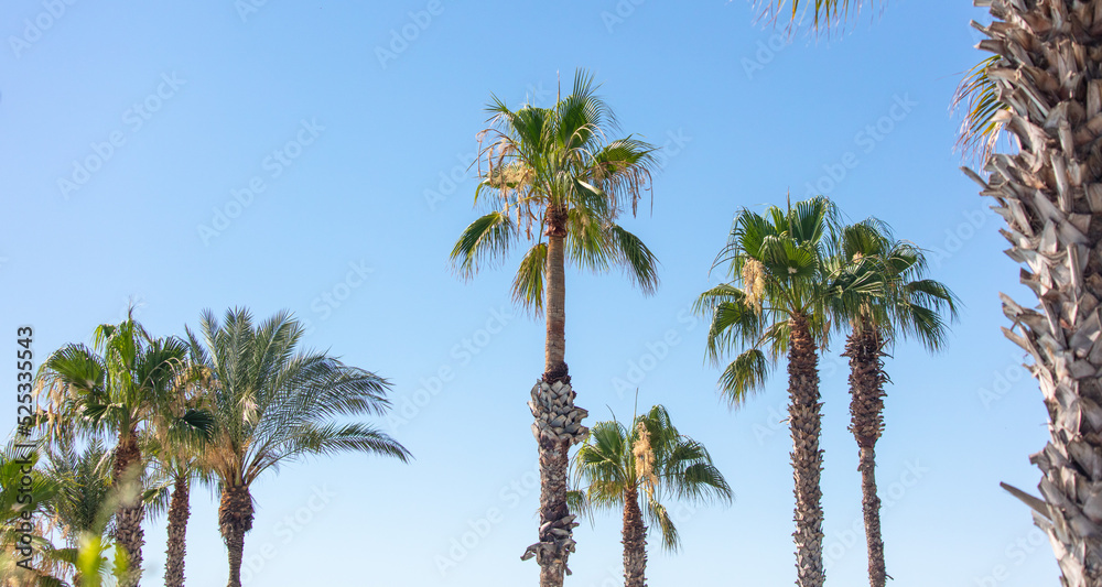 Palm trees against the blue sky.