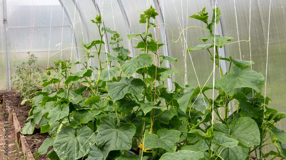 Green cucumber plants in a greenhouse.