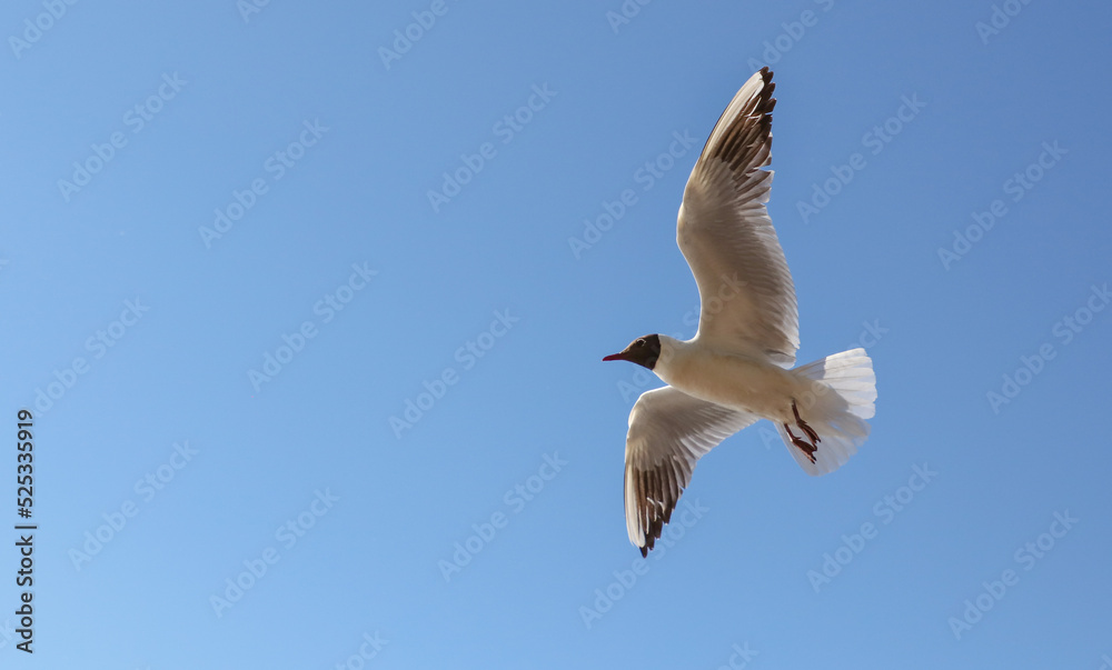 Fototapeta premium Portrait of a seagull in flight against the sky.