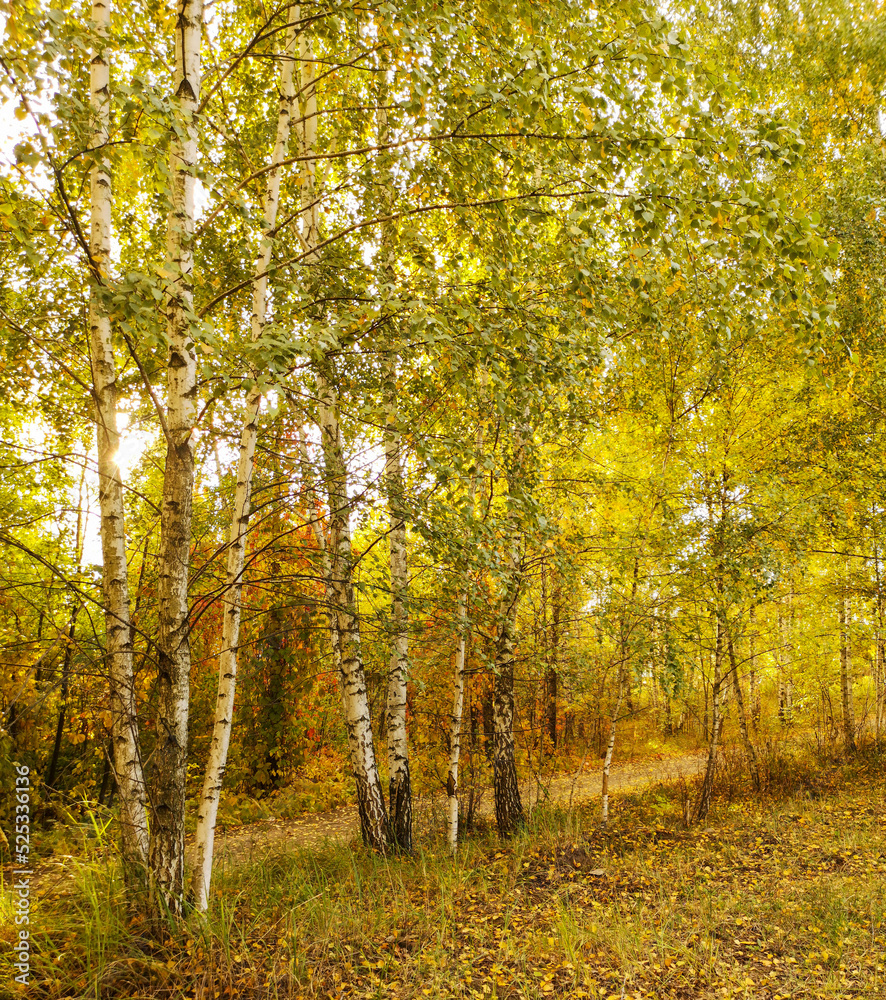 Yellow birches in the forest in autumn.