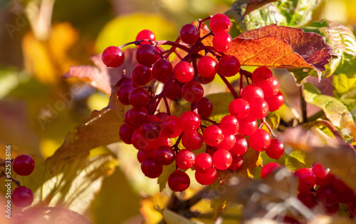 Red viburnum berries on a tree in autumn.