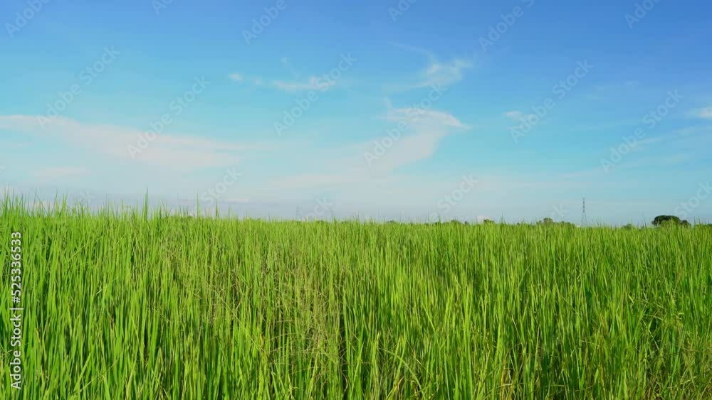 Scenic view landscape of Ears Of green Rice In The Field grass with field cornfield or in Asia country agriculture harvest with abstract with white clouds bright blue sky background. Scenic view landscape of Ears Of green Rice In The Field grass with field cornfield or in Asia country agriculture harvest with abstract with white clouds bright blue sky background.