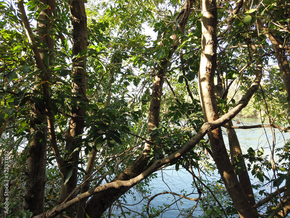Fototapeta premium trees in the middle of nature
