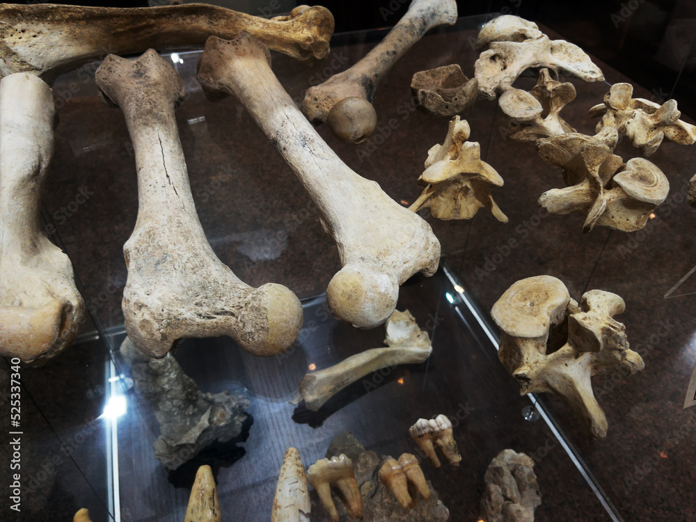 Bone Remains Foto de Bones and remains of ancient animals in the museum on a glass ...