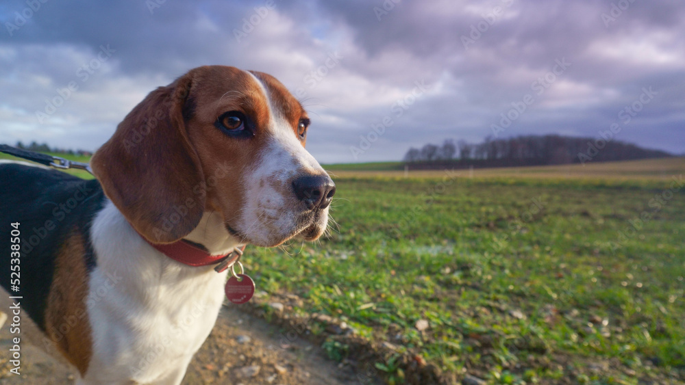Beagle Dog Muldental