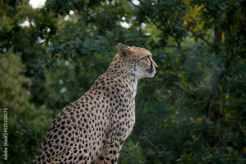 Leopard Zoo Leipzig