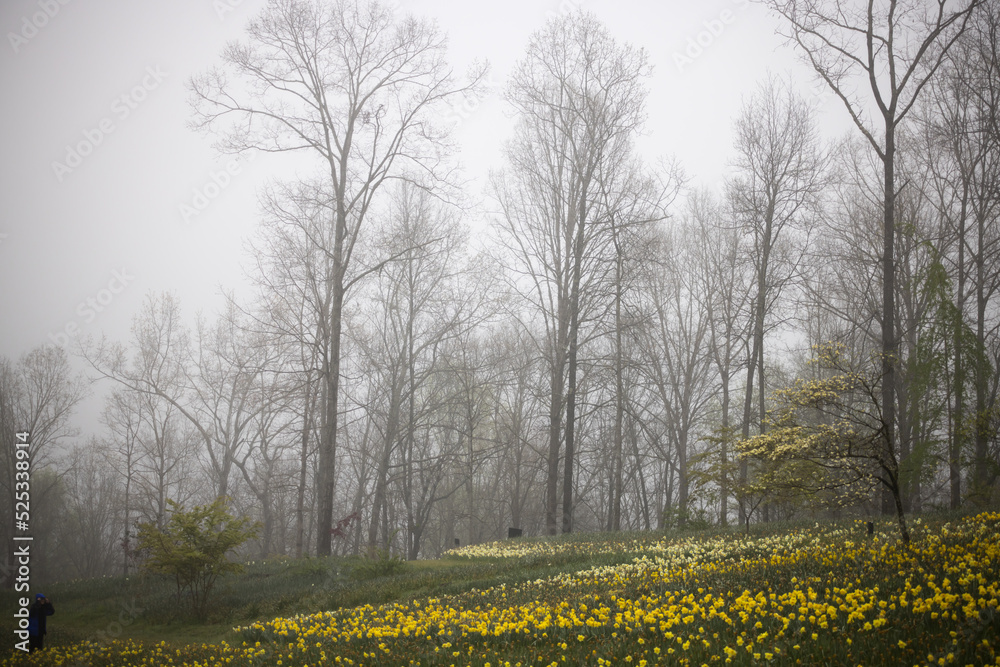 Daffodils on a foggy morning