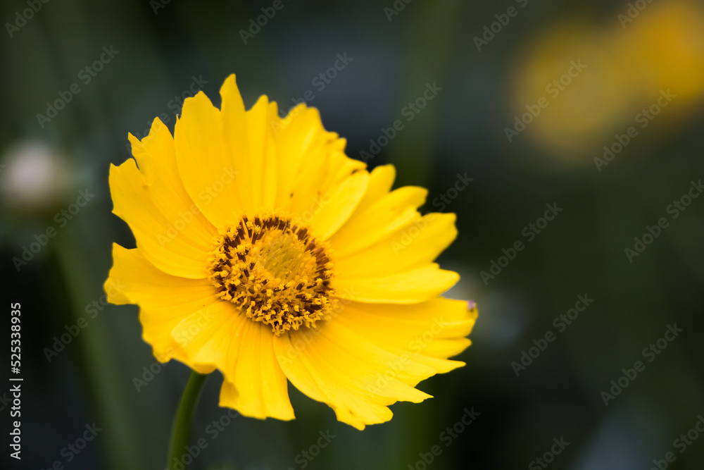 Yellow flower in the sunlight Yellow flower in the sunlight