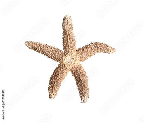 Starfish, possibly Forbes’ common sea star (Asterias forbesi), from a beach in North Carolina isolated against a white background photo