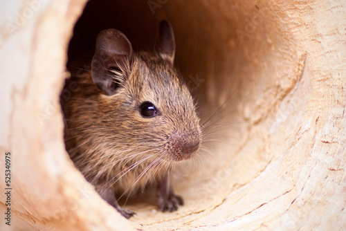 baby degu lookinig out of tunnel