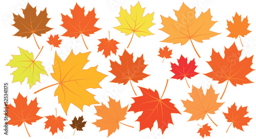 maple leaf of different shapes and colors on white vector