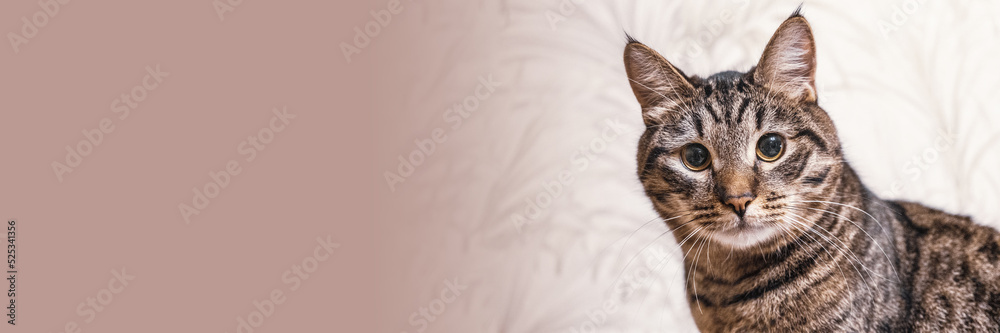 Portrait of a beautiful tabby mongrel cat with tassels on the ears. Looking into the camera. Pets from the shelter. Banner with free space for text